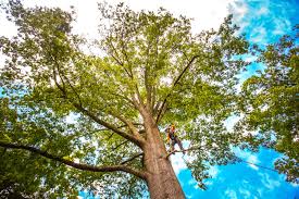 Best Utility Line Clearance  in Fort Clark Springs, TX